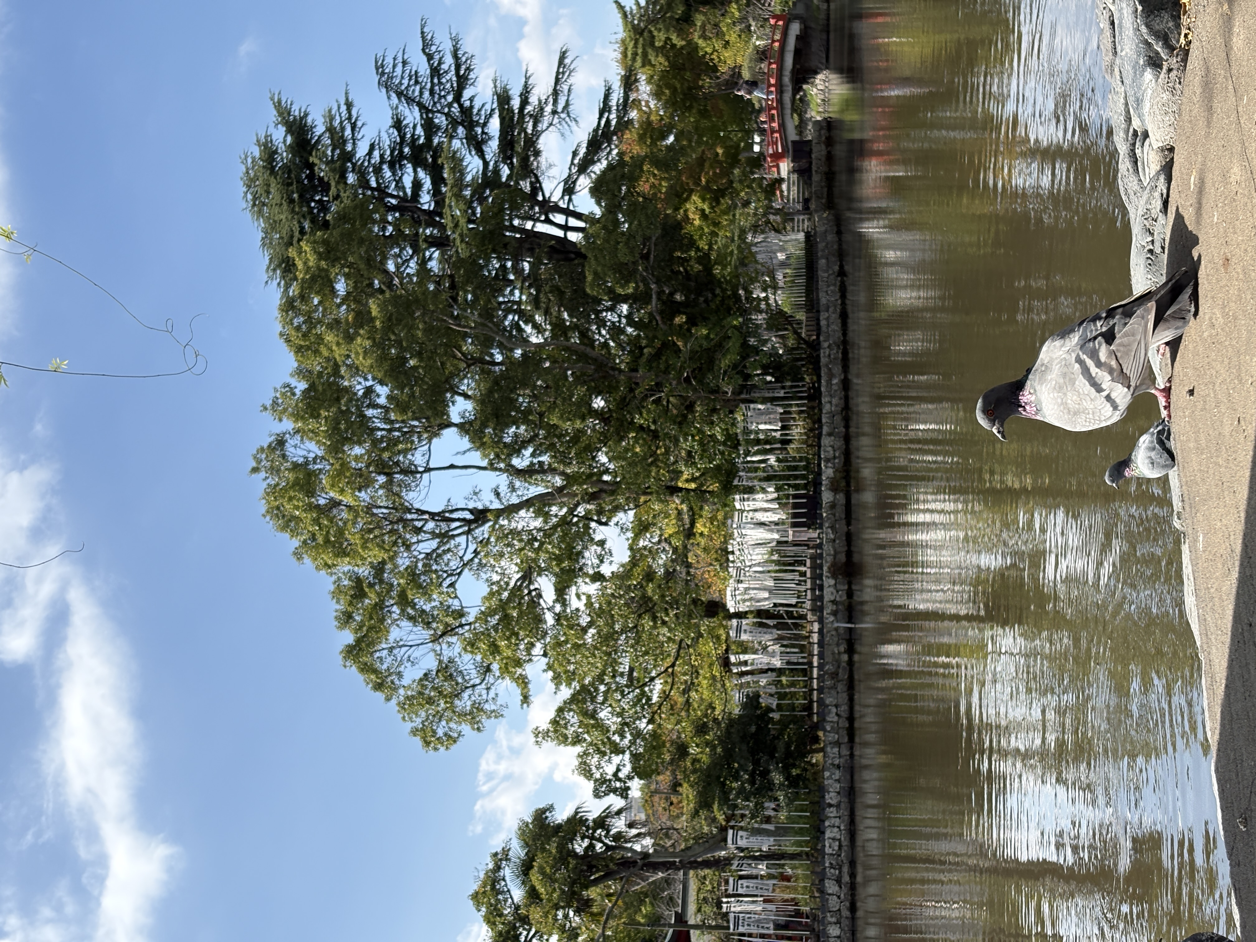 Kamakura tempel duif